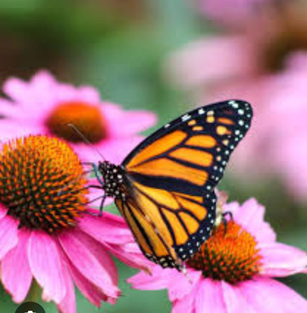 Echinacea Flowers - photo 2