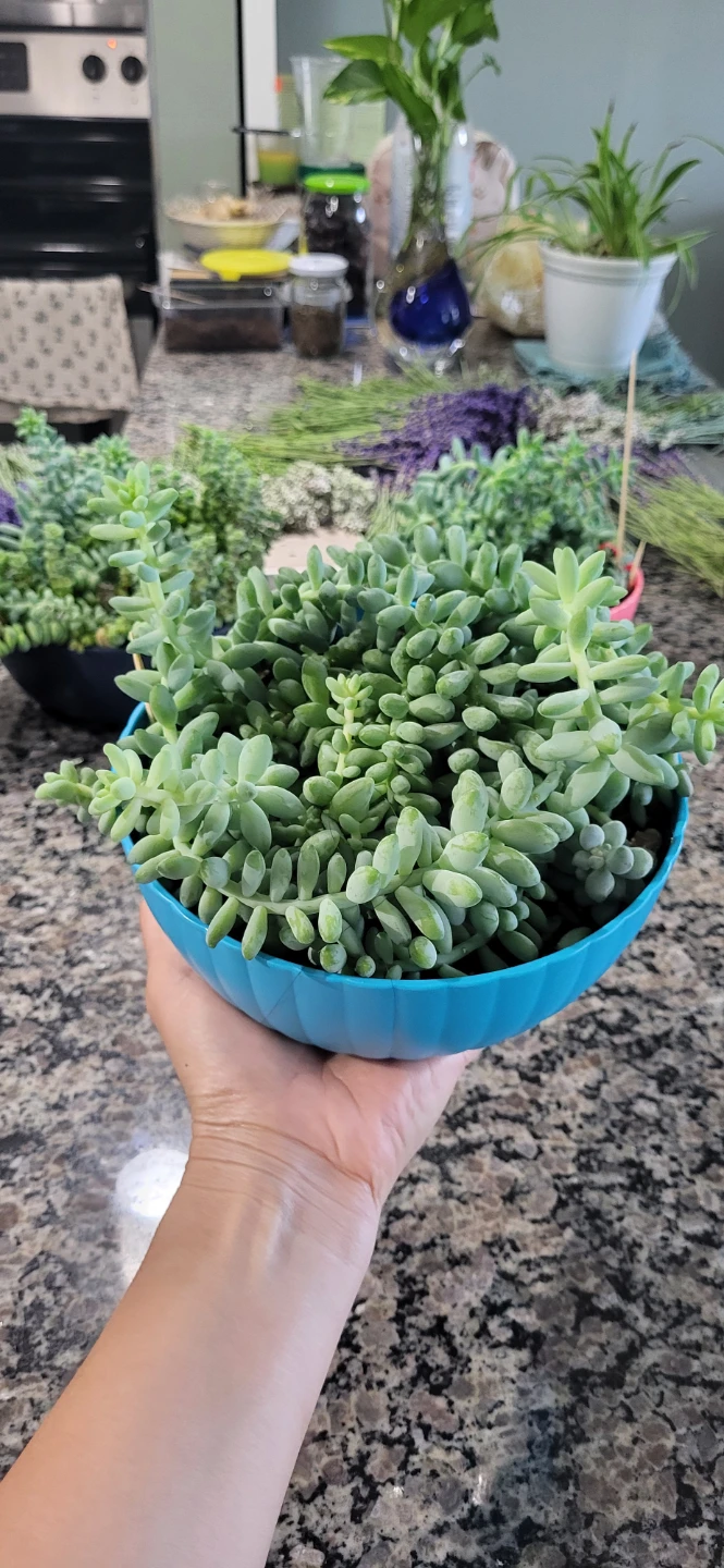 Three types of succulent in a cute pot