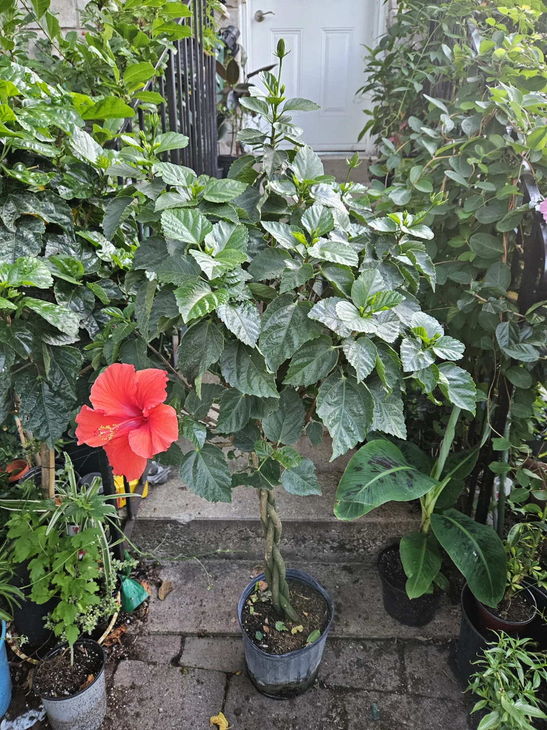 Braided Hibiscus Tree Plant - photo 2