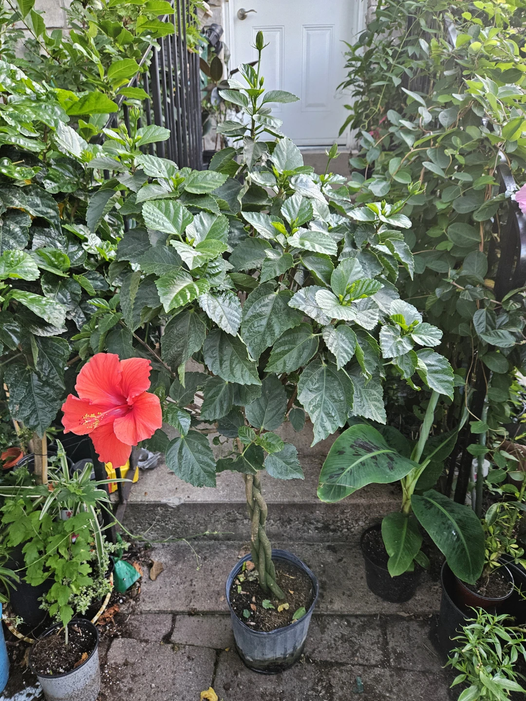 Braided Hibiscus Tree Plant - photo 3