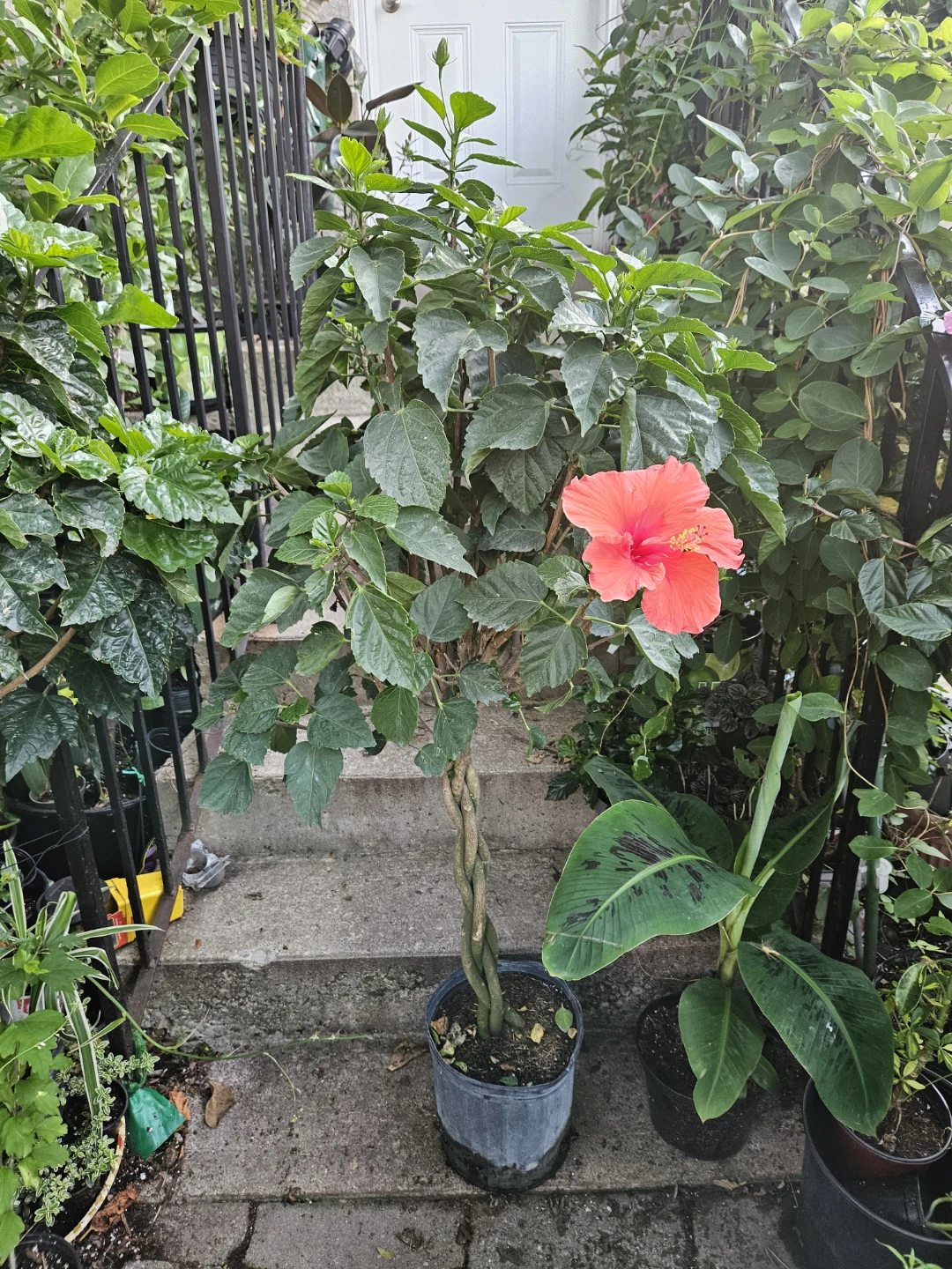 Braided Hibiscus Tree Plant - photo 5