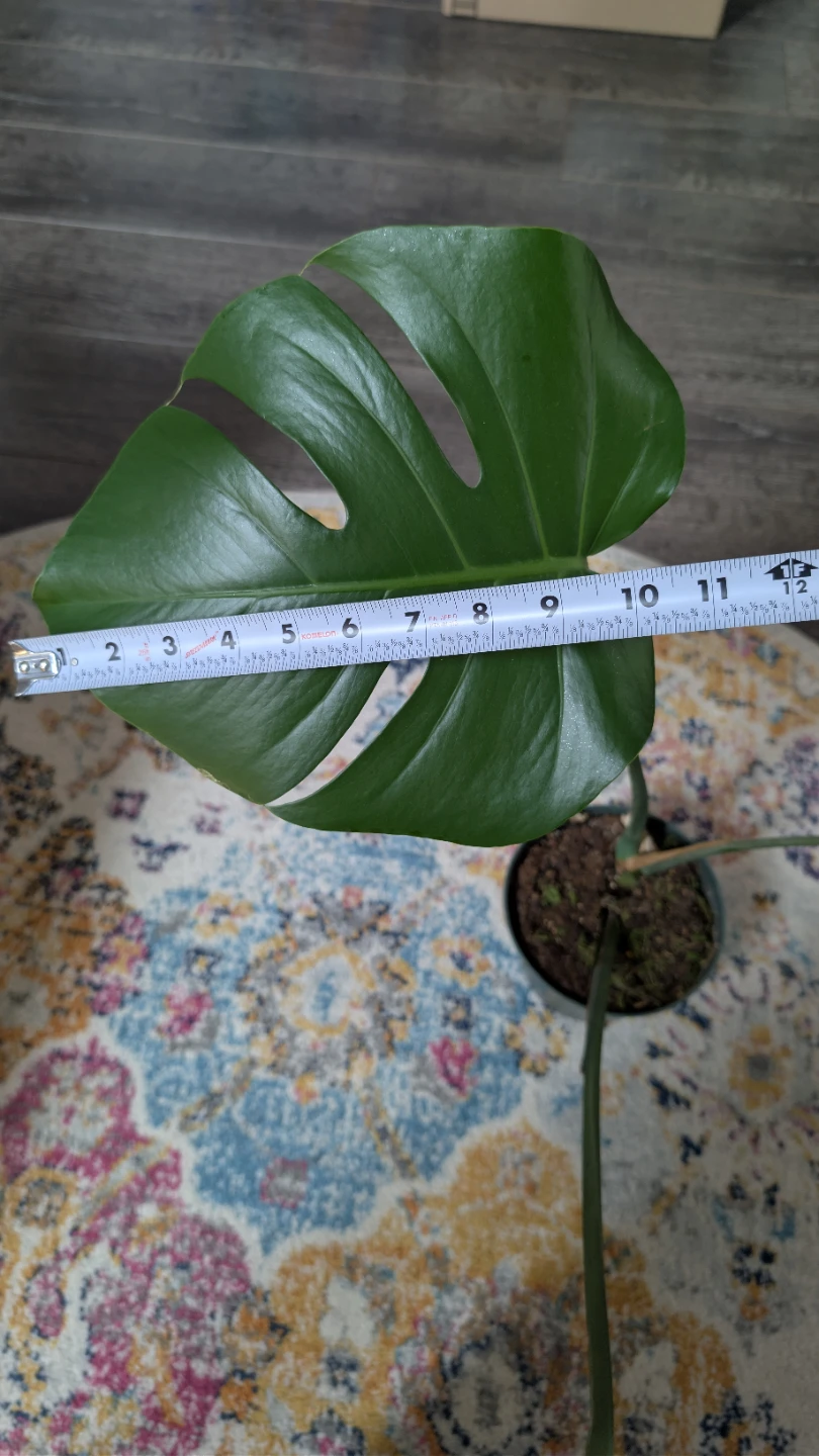 Monstera Deliciosa Plant - photo 4