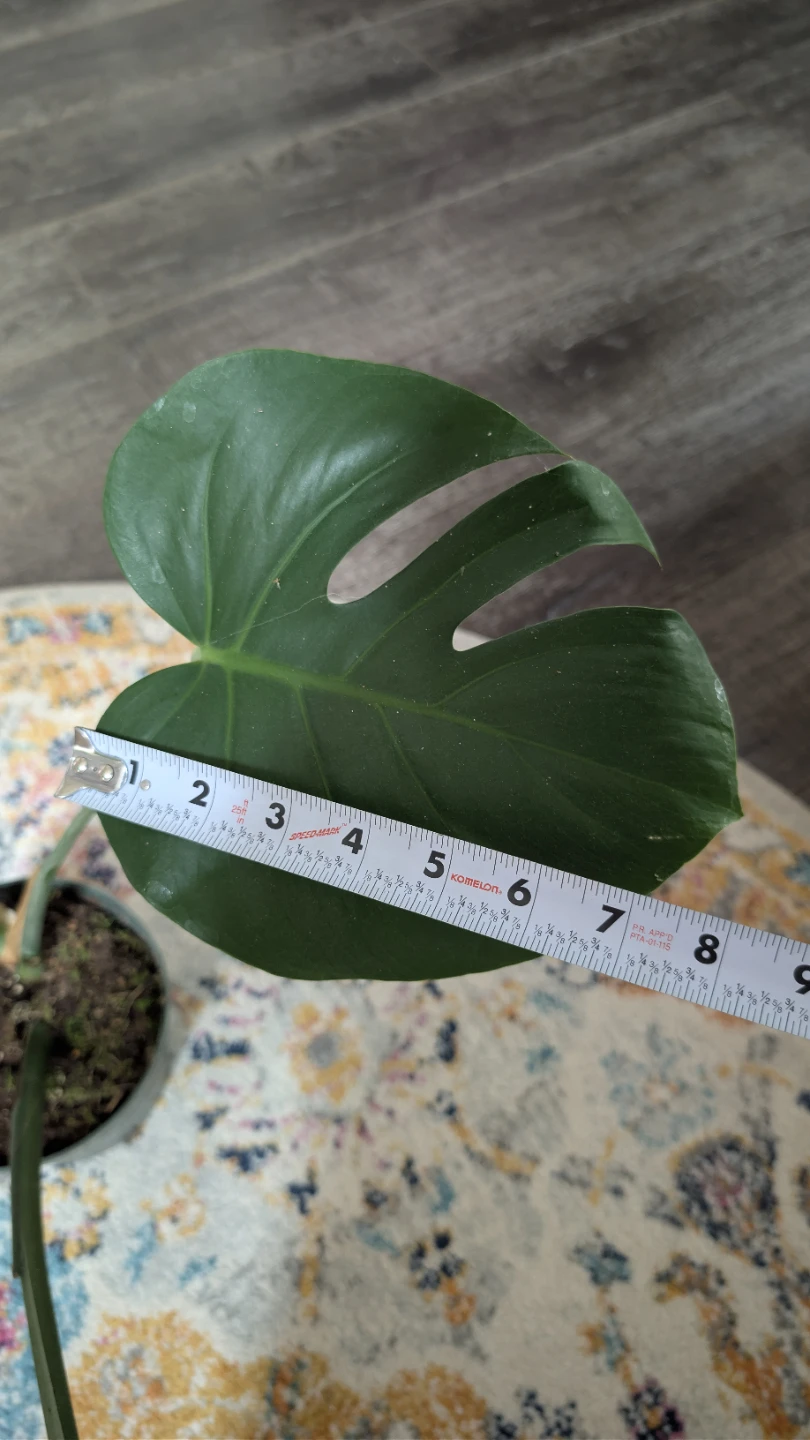 Monstera Deliciosa Plant - photo 5