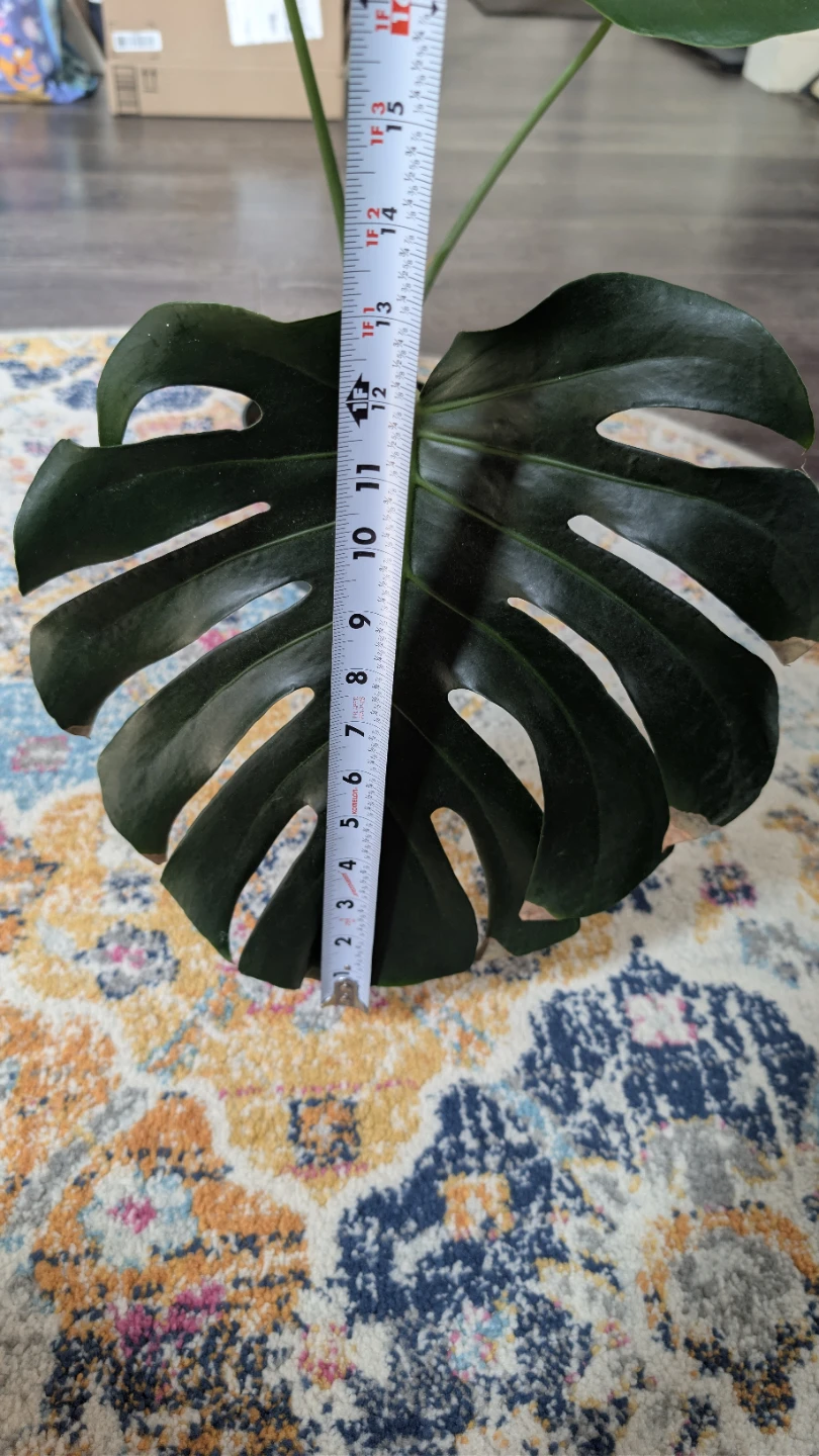 Monstera Deliciosa Plant - photo 3