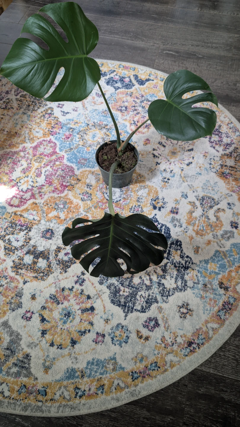 Monstera Deliciosa Plant - photo 2