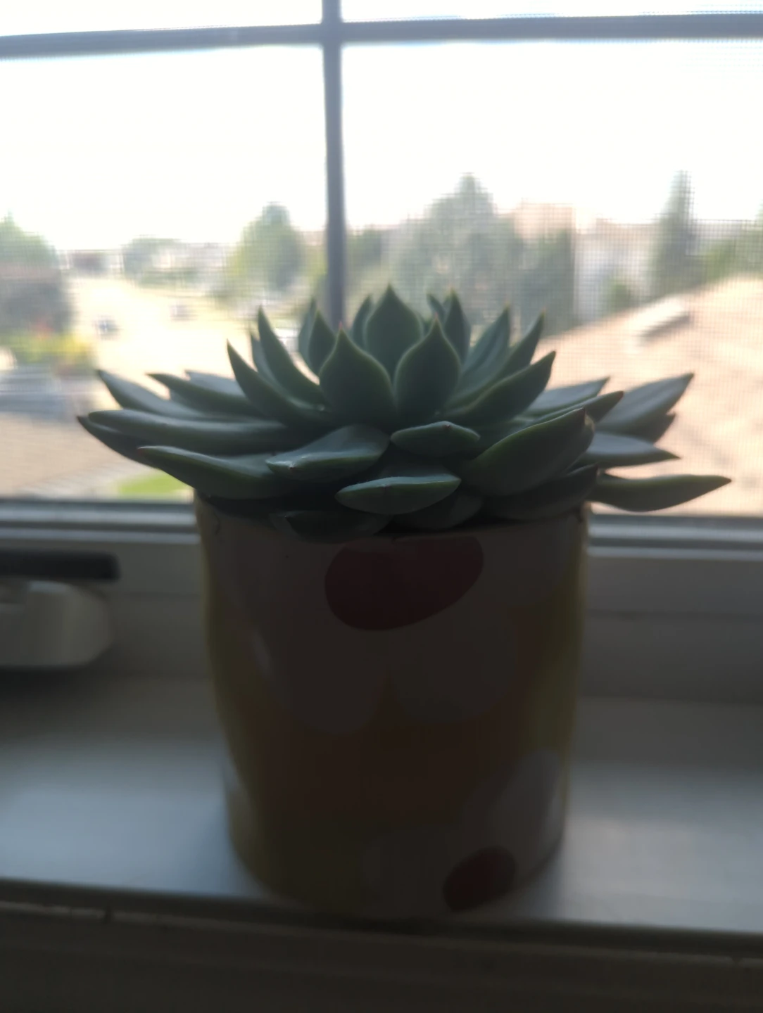 Succulent in Daisy Pot