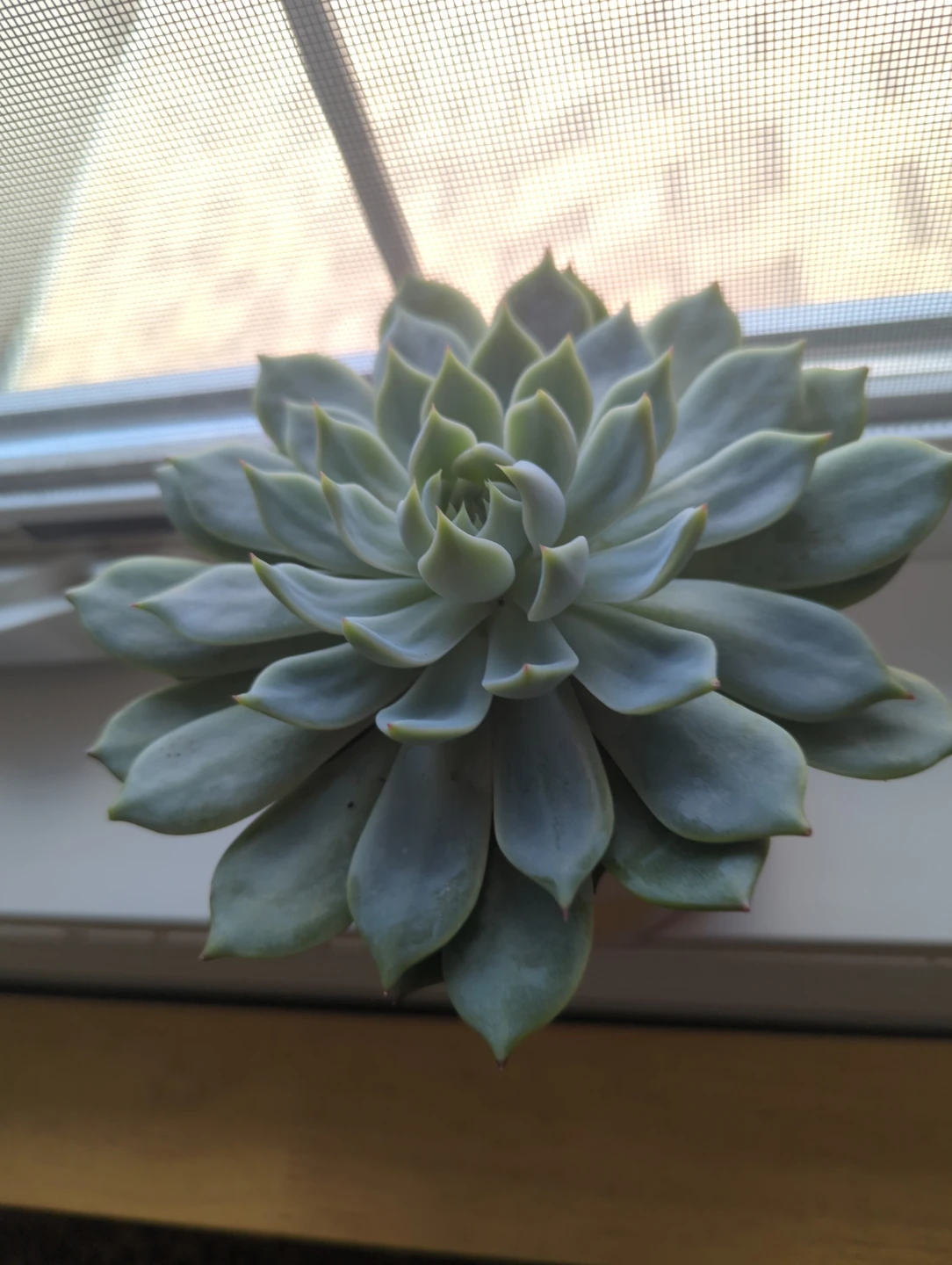 Succulent in Daisy Pot - photo 2