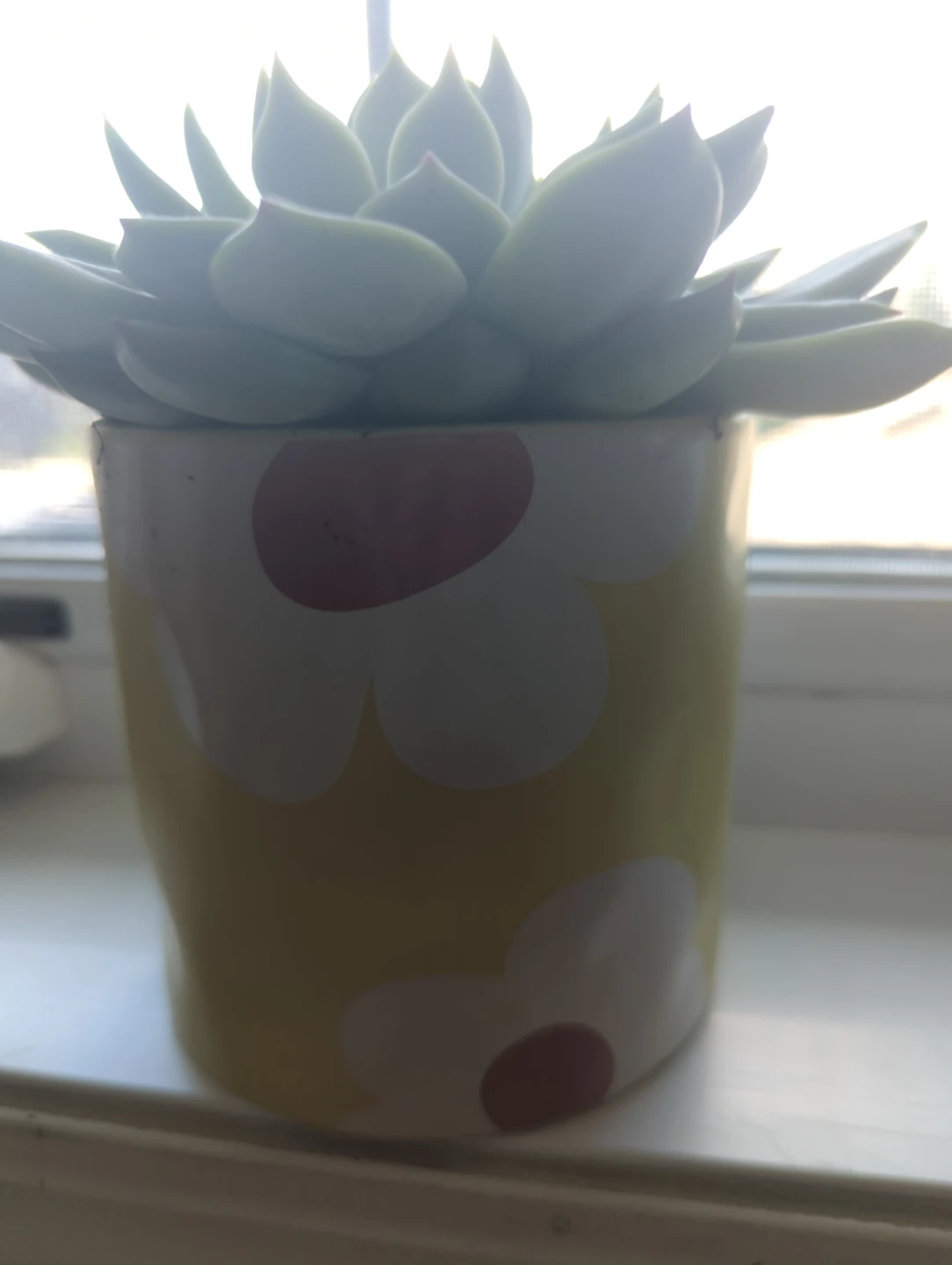 Succulent in Daisy Pot - photo 3