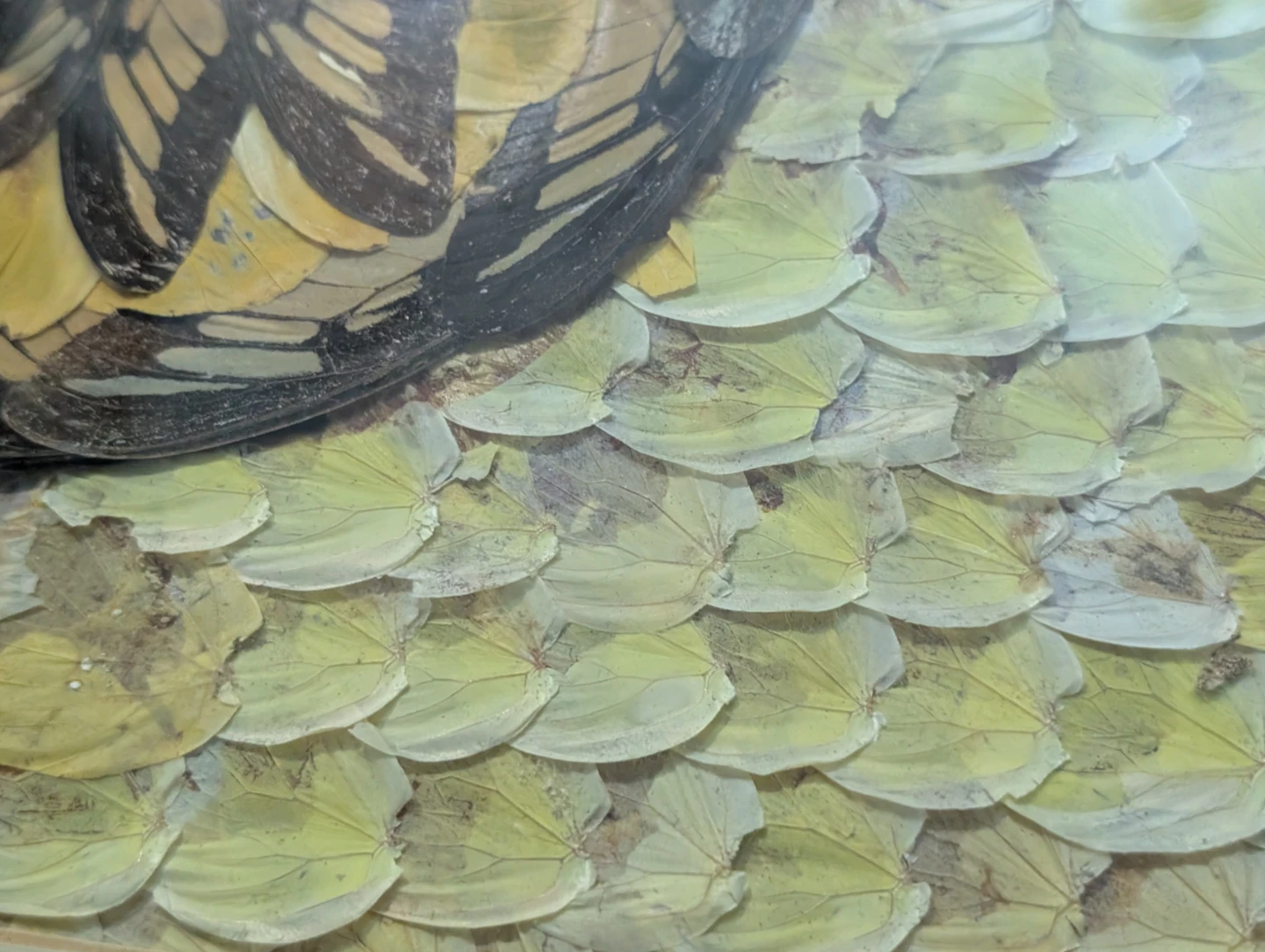 Vintage Real Butterfly Wing Moth Kaleidoscope Taxidermy Wall Art - photo 4