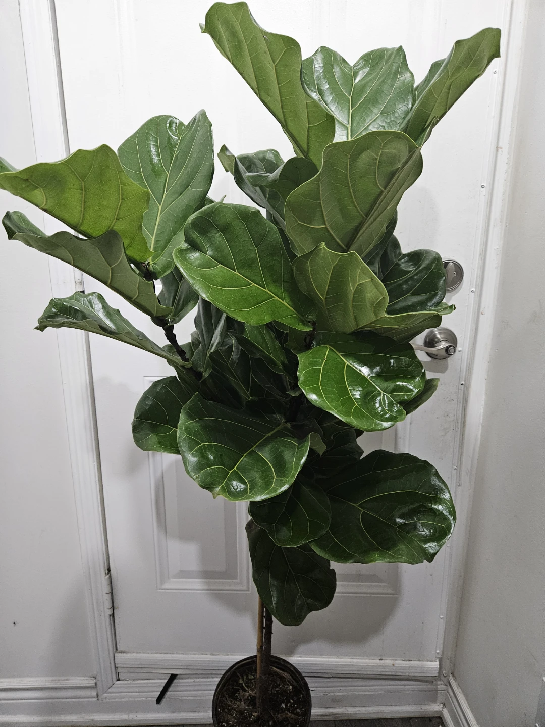 Fiddle Leaf Fig Plant more than 4feet