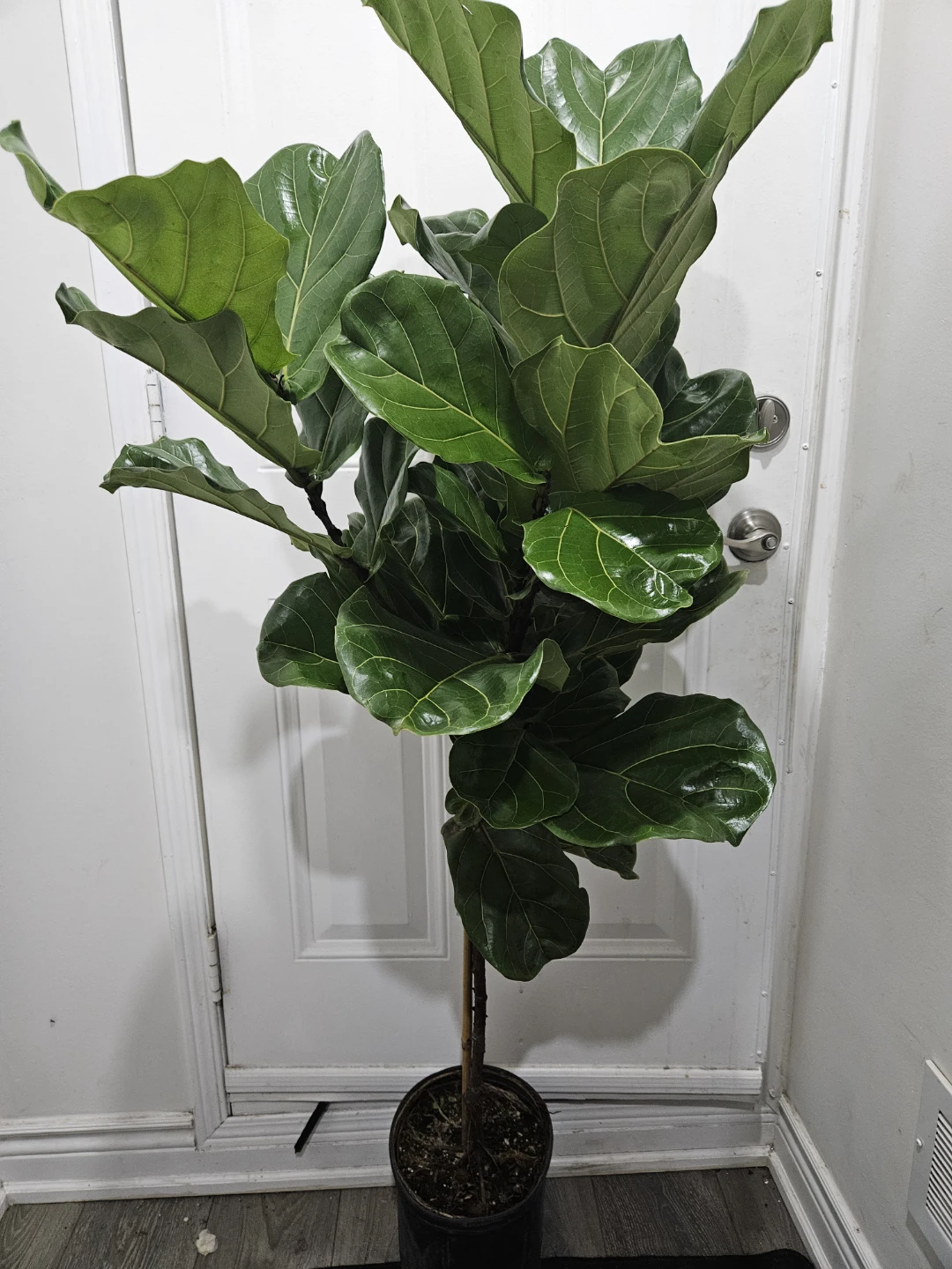 Fiddle Leaf Fig Plant more than 4feet - photo 2
