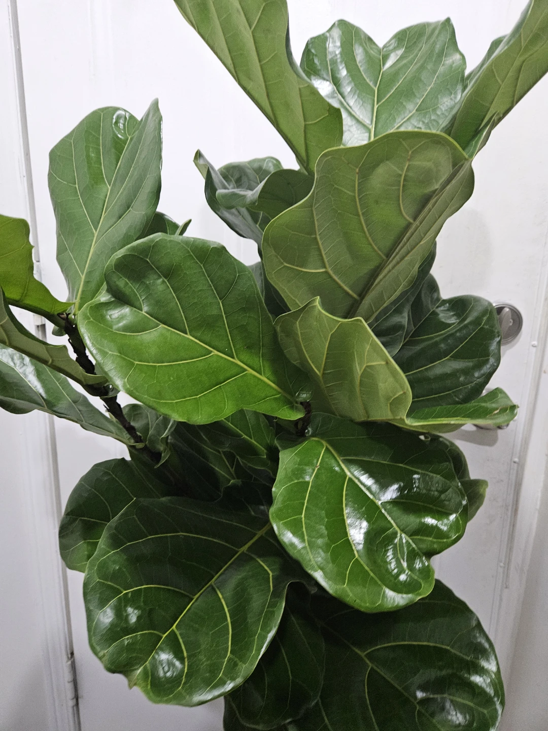Fiddle Leaf Fig Plant more than 4feet - photo 3