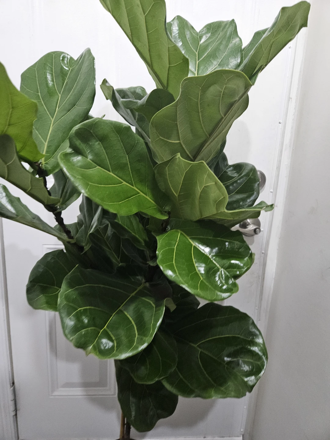 Fiddle Leaf Fig Plant more than 4feet - photo 4