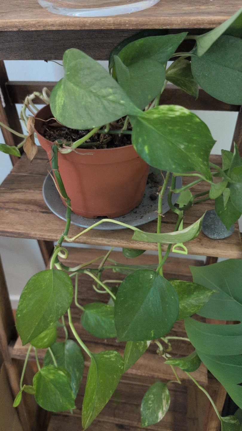 Clear Glass Fishbowl Vase - photo 3