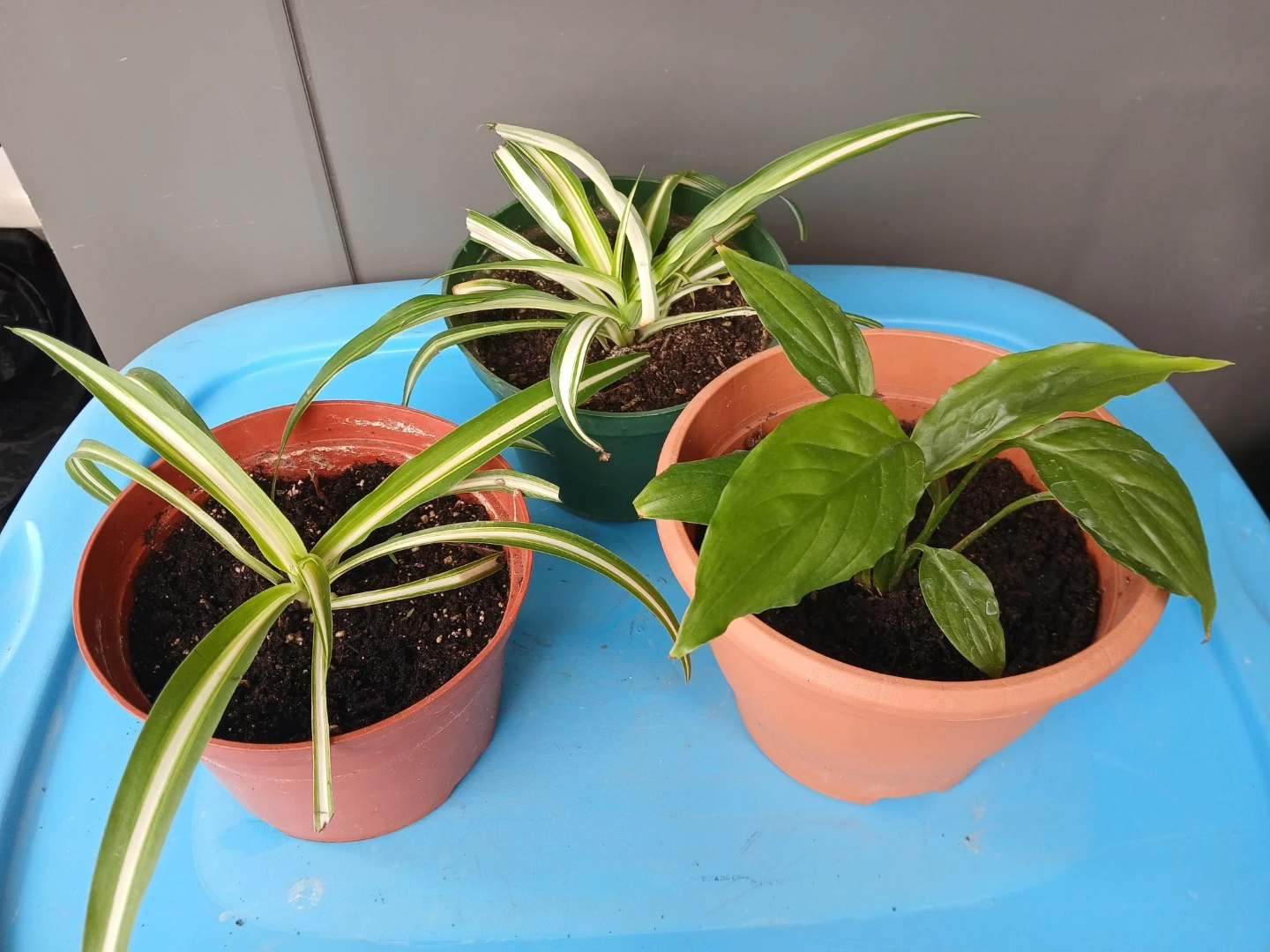 2 Spider Plants & 1 Peace Lily in pot. $10 EACH FIRM.