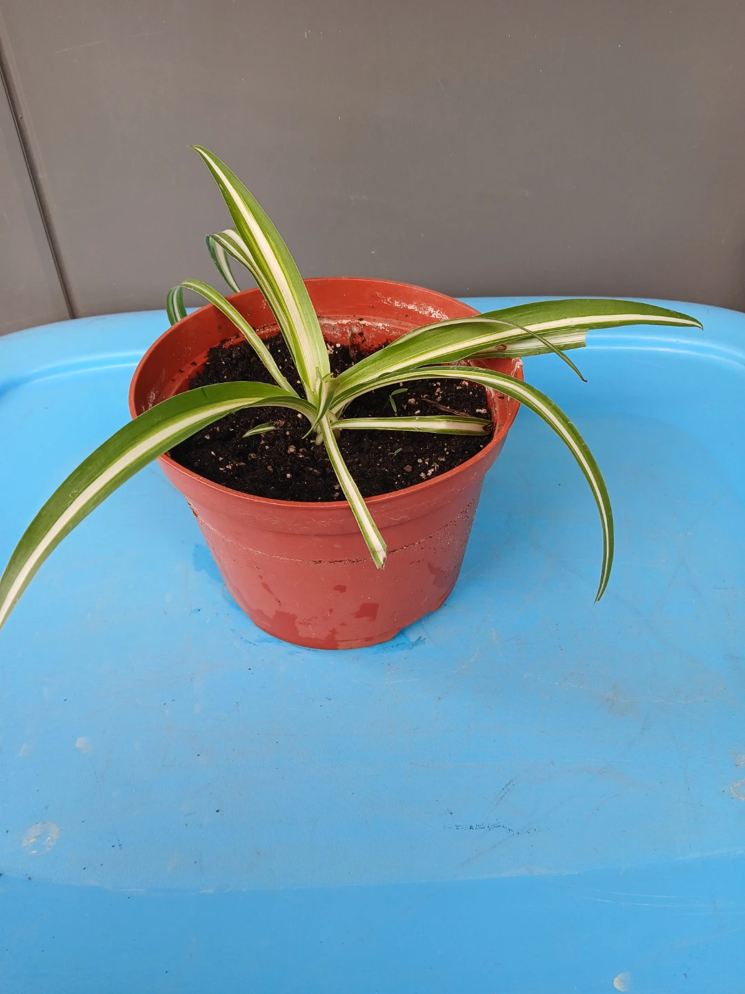 2 Spider Plants & 1 Peace Lily in pot. $10 EACH FIRM. - photo 2