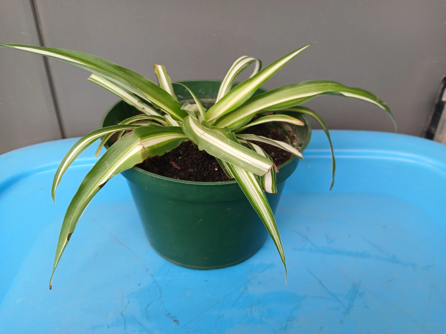 2 Spider Plants & 1 Peace Lily in pot. $10 EACH FIRM. - photo 3