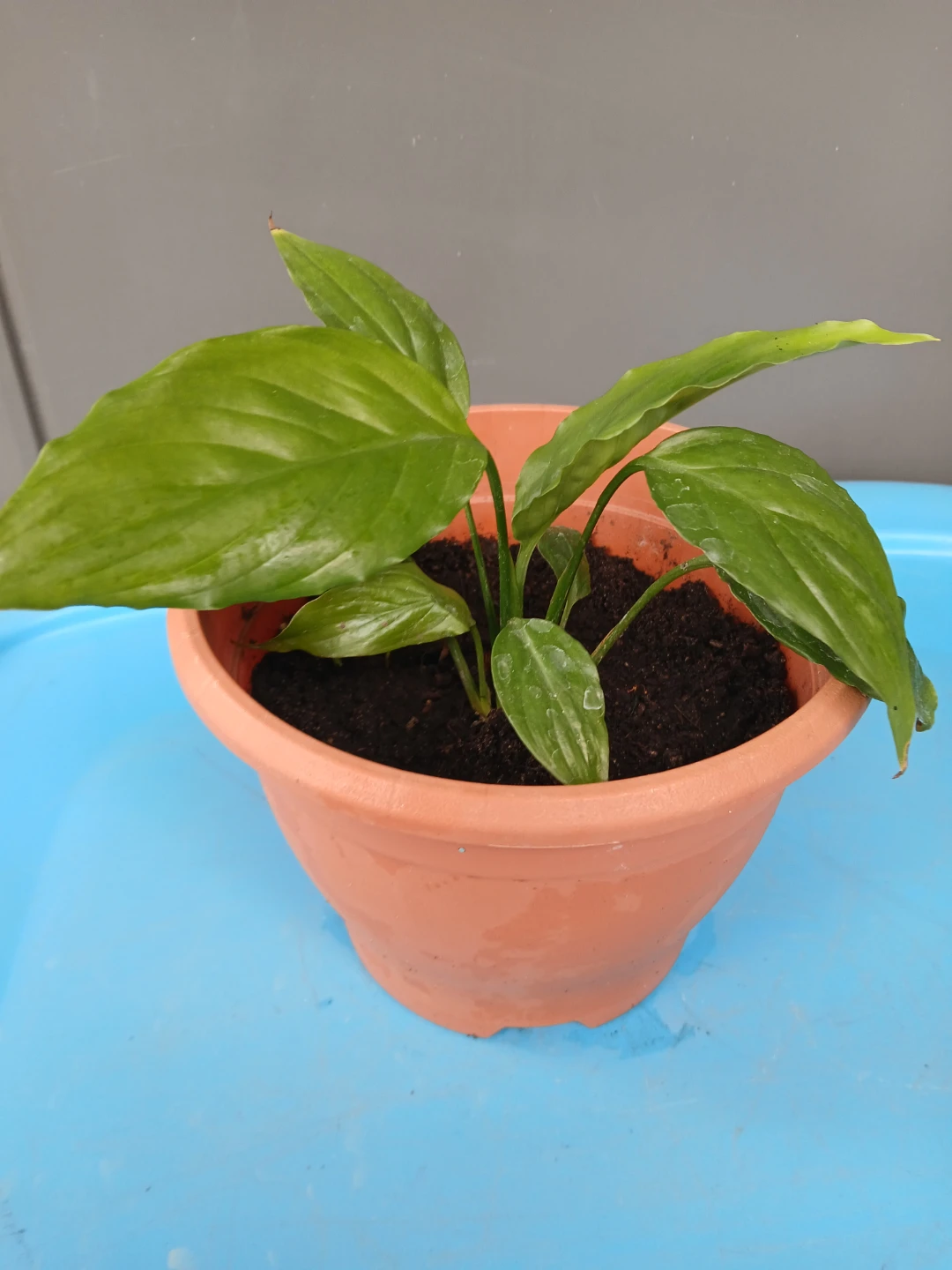 2 Spider Plants & 1 Peace Lily in pot. $10 EACH FIRM. - photo 4