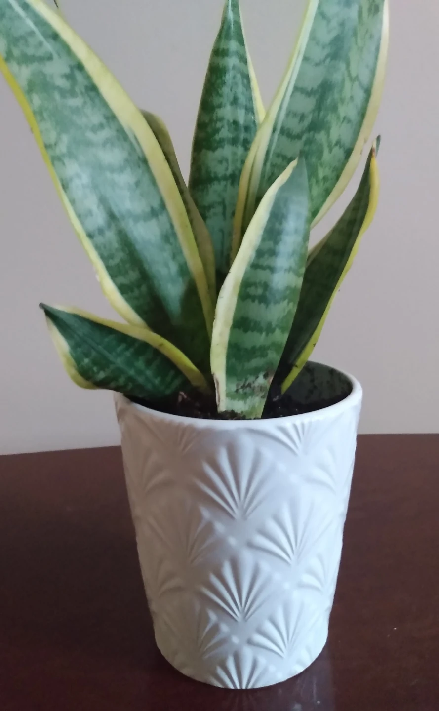 Healthy Live Indoor Snake Plant in Ceramic White Pot - photo 3