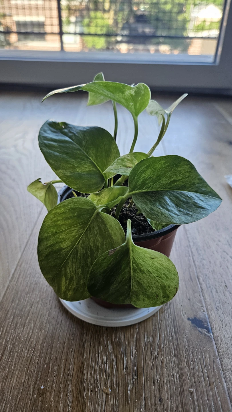 Pothos Snow Queen 7