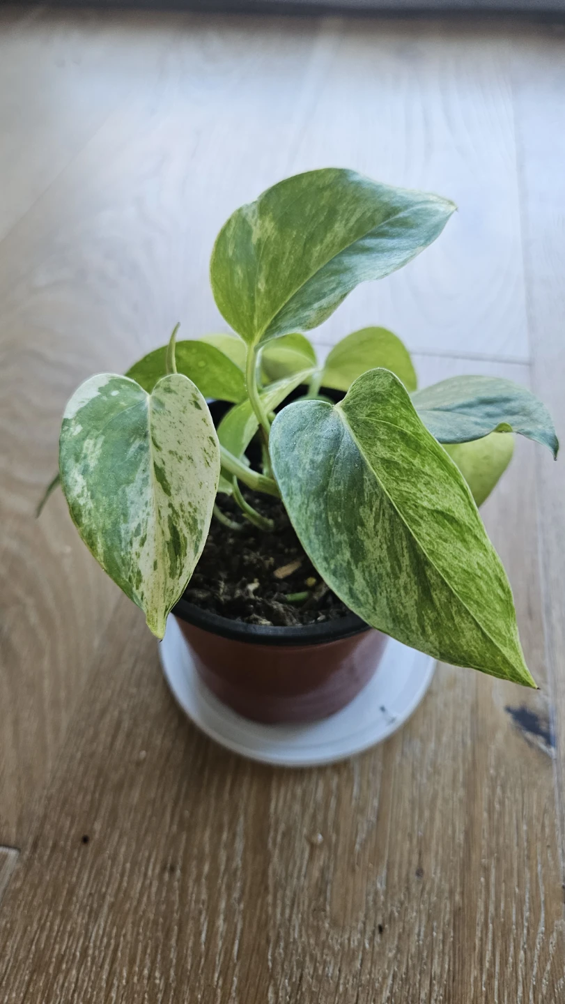 Pothos Snow Queen 7 - photo 3