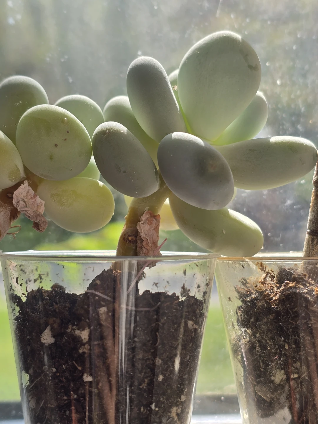 Moonstone succulent plant