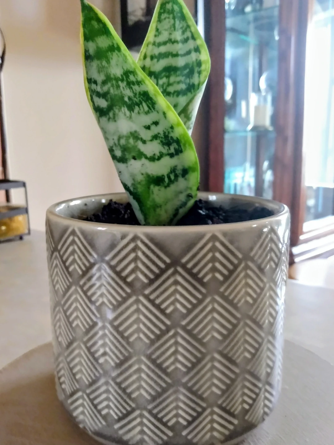 Healthy Snake Plant in Grey Geometric Ceramic Pot