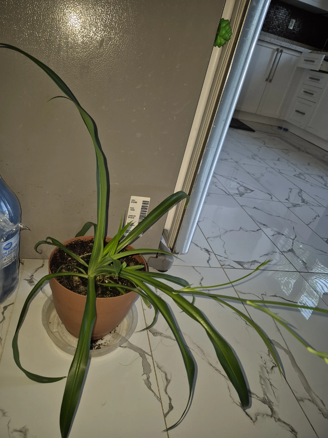Spider Plant