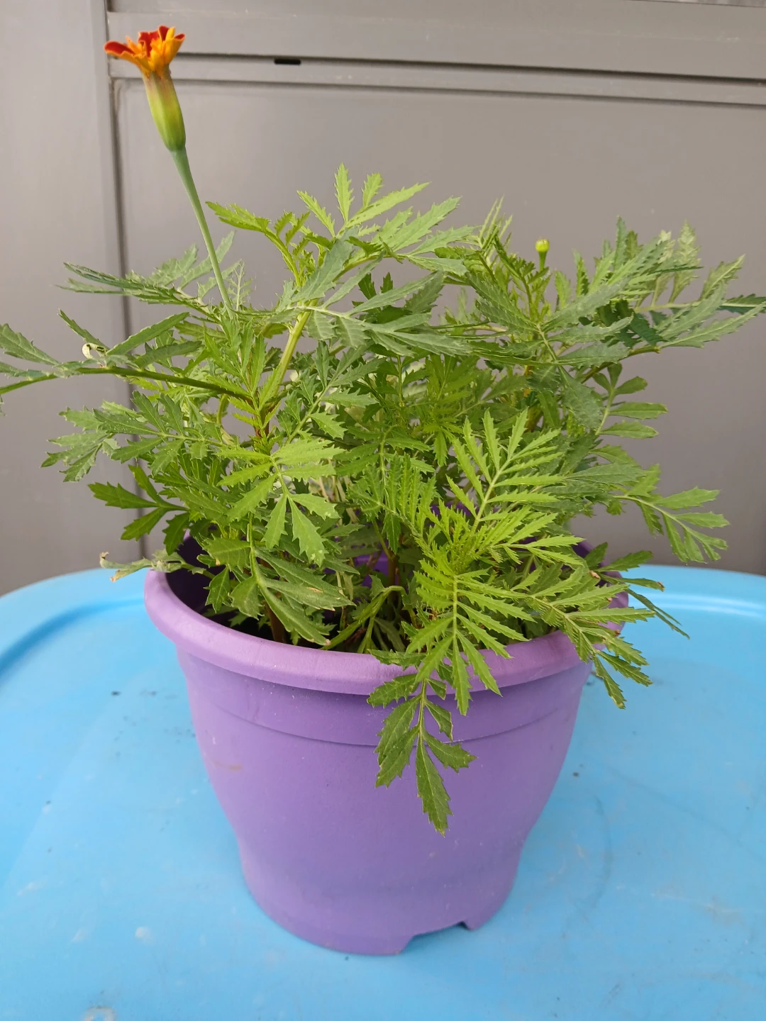 Marigold Plant with Orange Flowers. $6 EACH POT. - photo 2