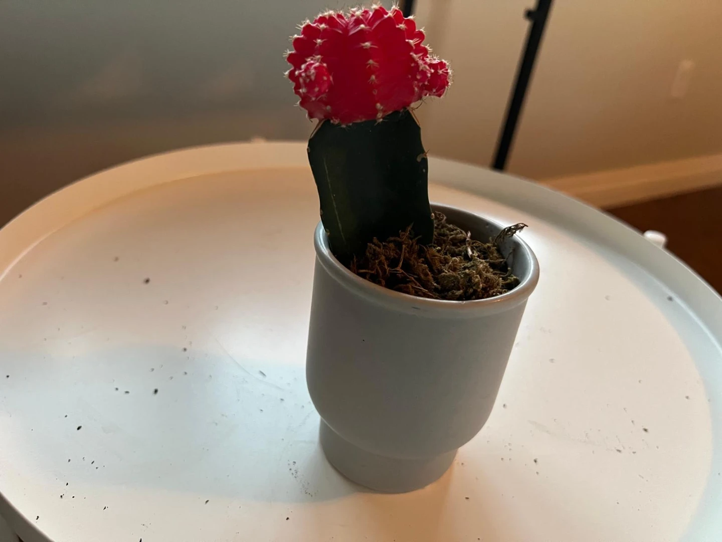 Ruby Ball Cactus in Pot