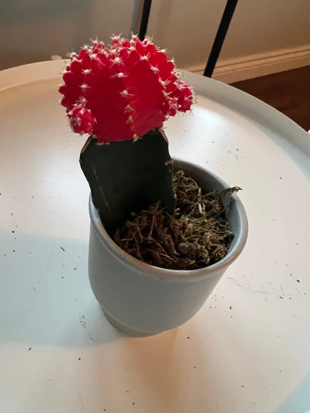 Ruby Ball Cactus in Pot - photo 2