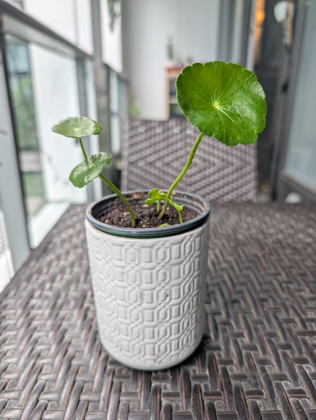 Various Plants - Need to be gone - Price varies - photo 4