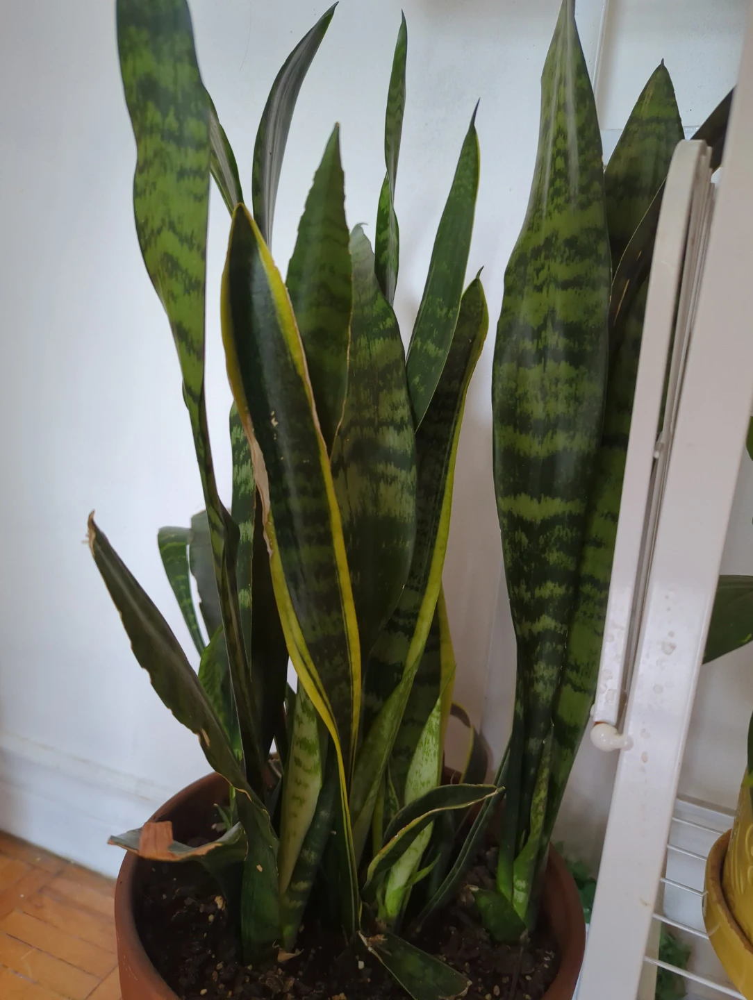 Snake Plant in Terracotta Pot