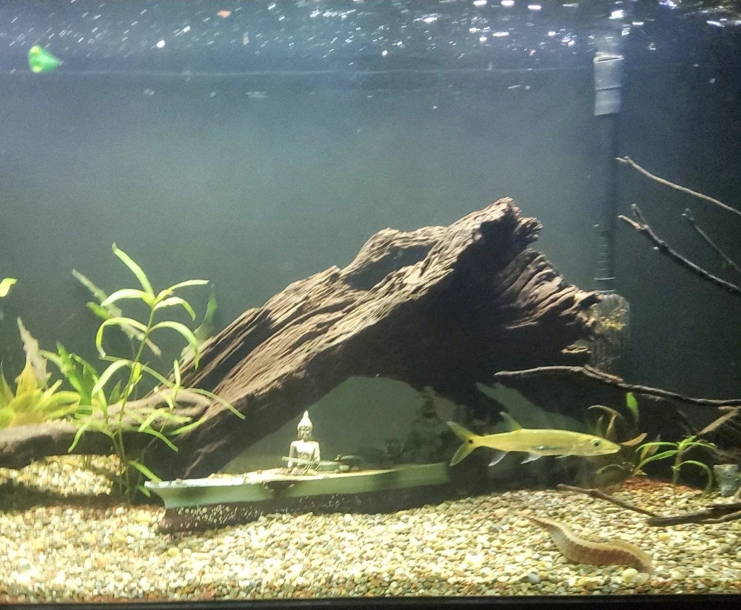 LARGE Natural Driftwood Piece