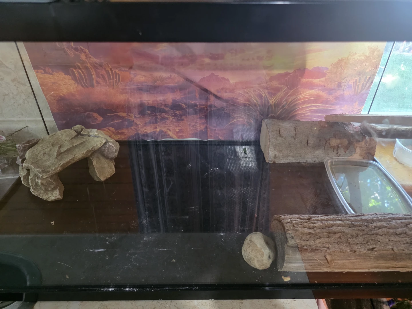 Bearded Dragon Tank - photo 2