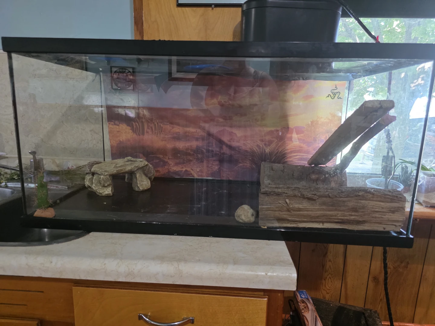 Bearded Dragon Tank - photo 3