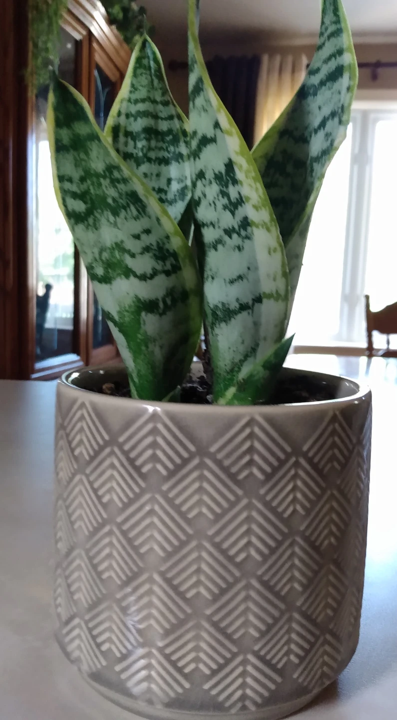 Snake Plant in Geometry Decorative Ceramic Pot