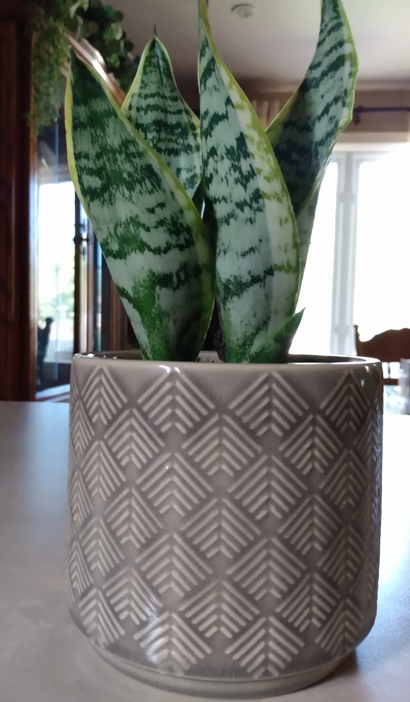 Snake Plant in Geometry Decorative Ceramic Pot - photo 2