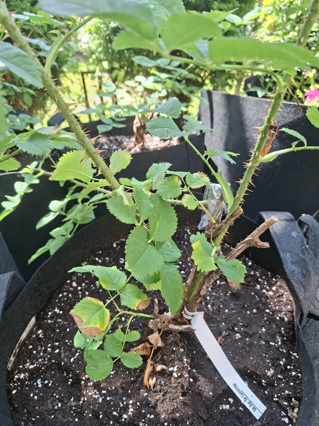 Duc de Cambridge Rose Plant