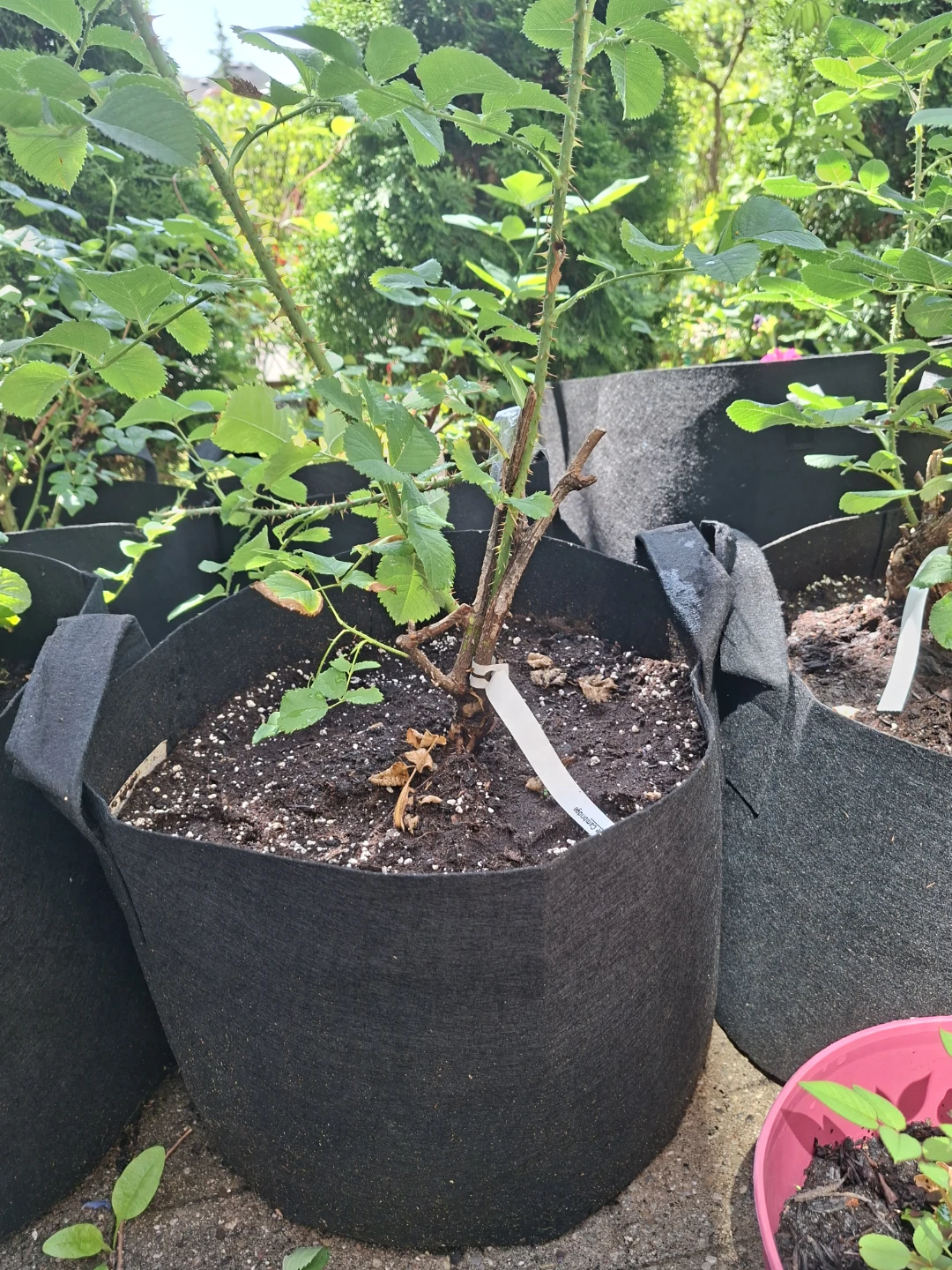Duc de Cambridge Rose Plant - photo 2