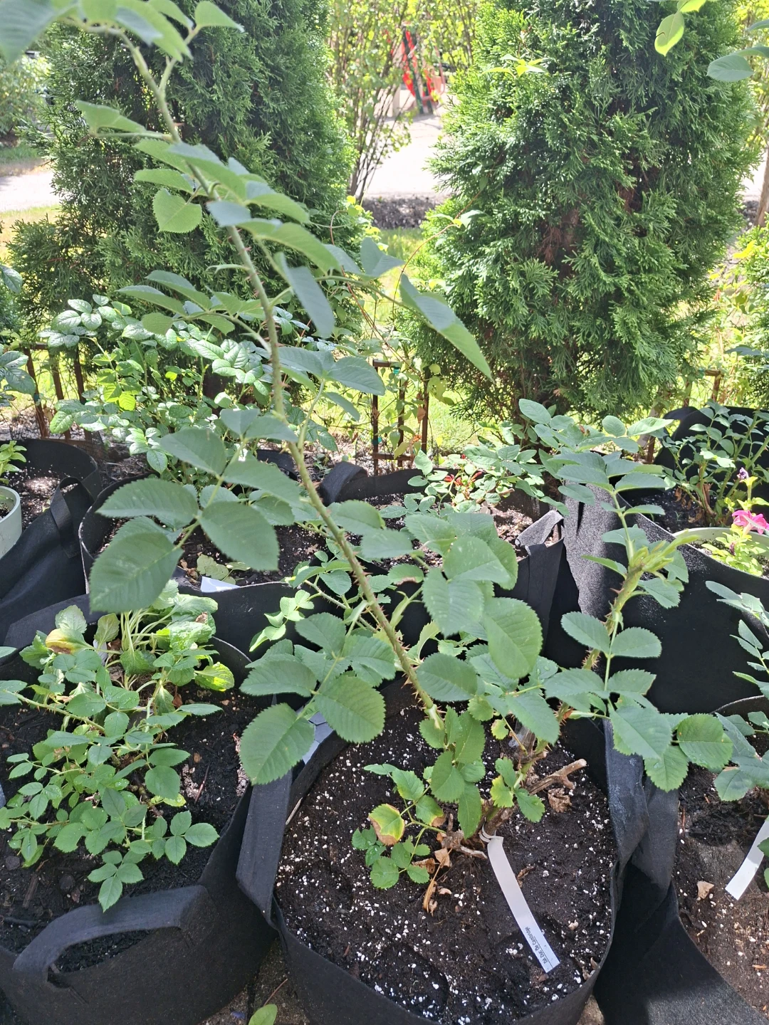 Duc de Cambridge Rose Plant - photo 3