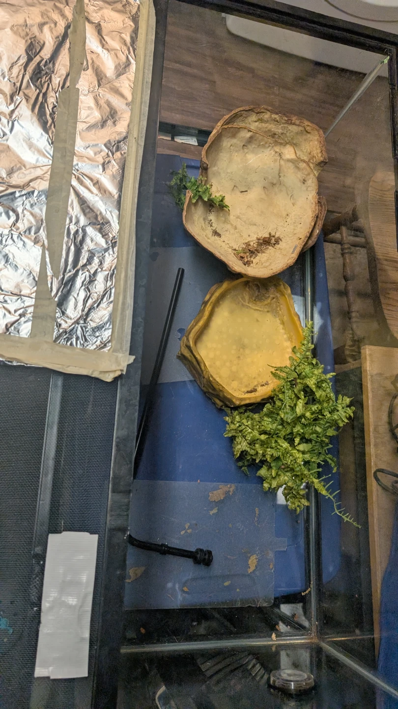 Terrarium For Sale - photo 4