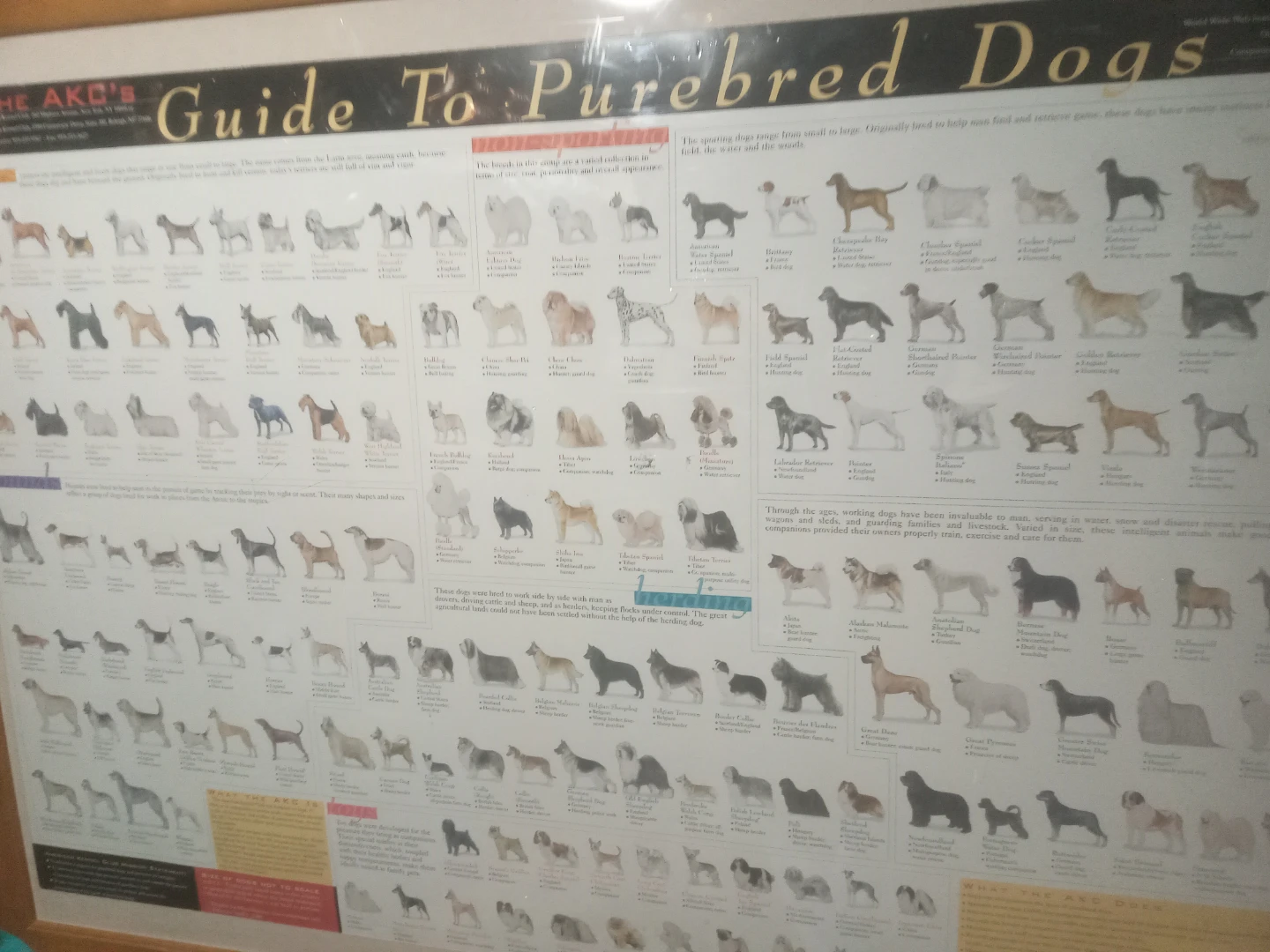 AKC's Guide To Purebred Dogs Poster