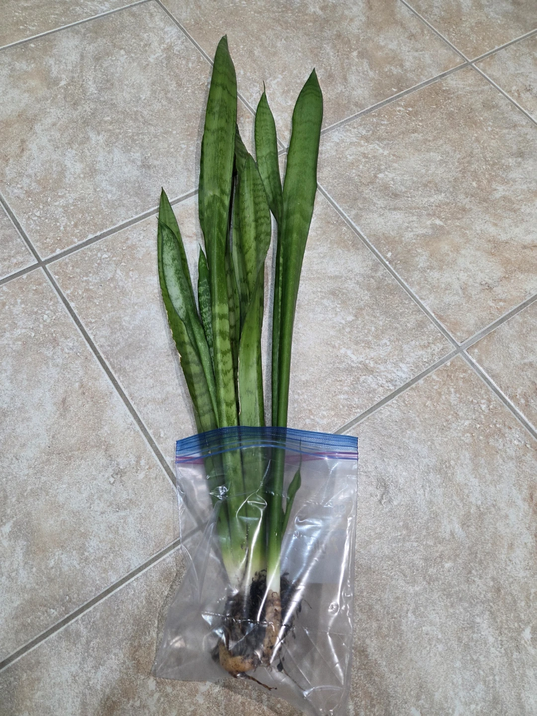 FREE snake plant, healthy roots