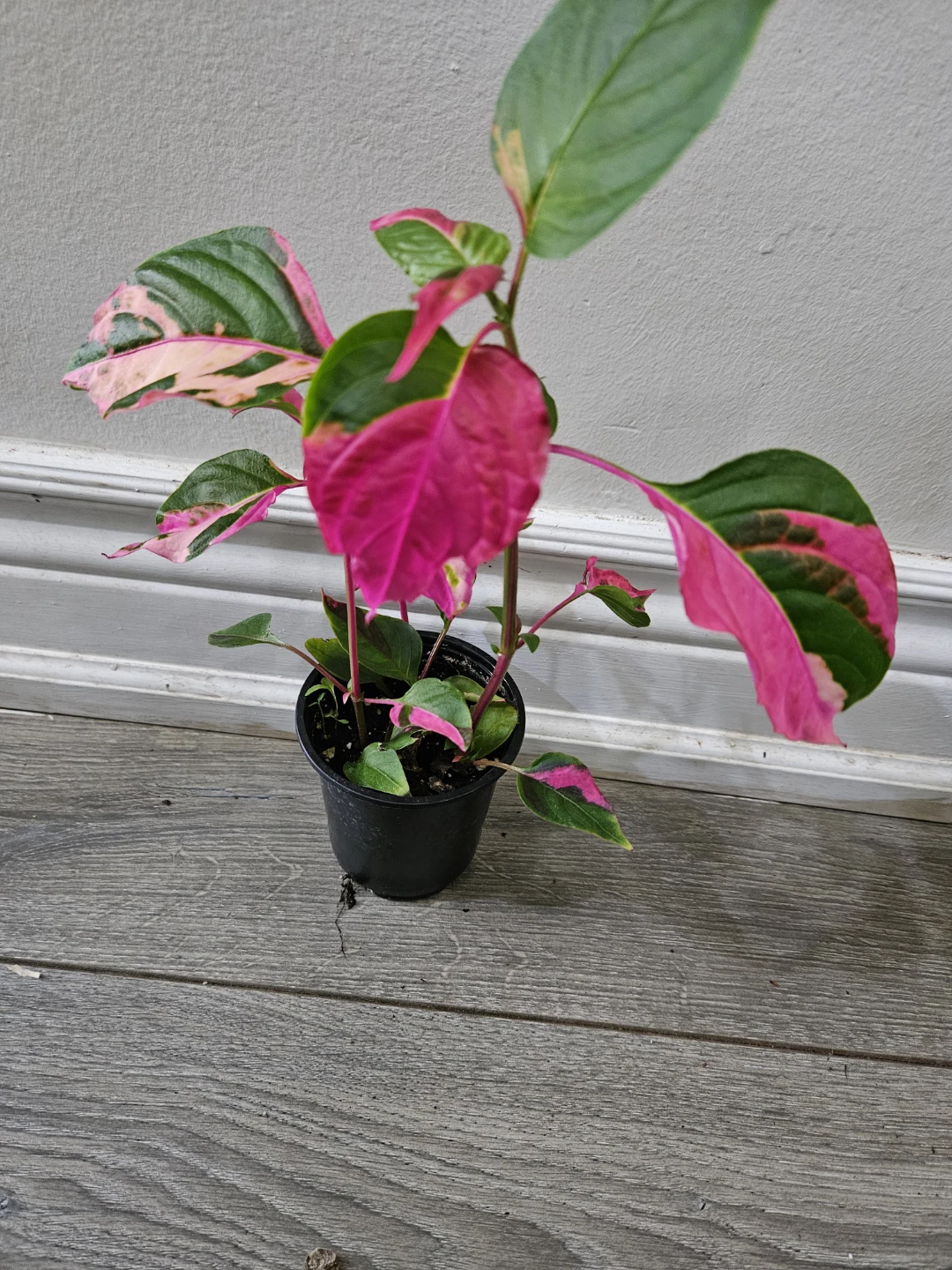 Party  Plant in Pot