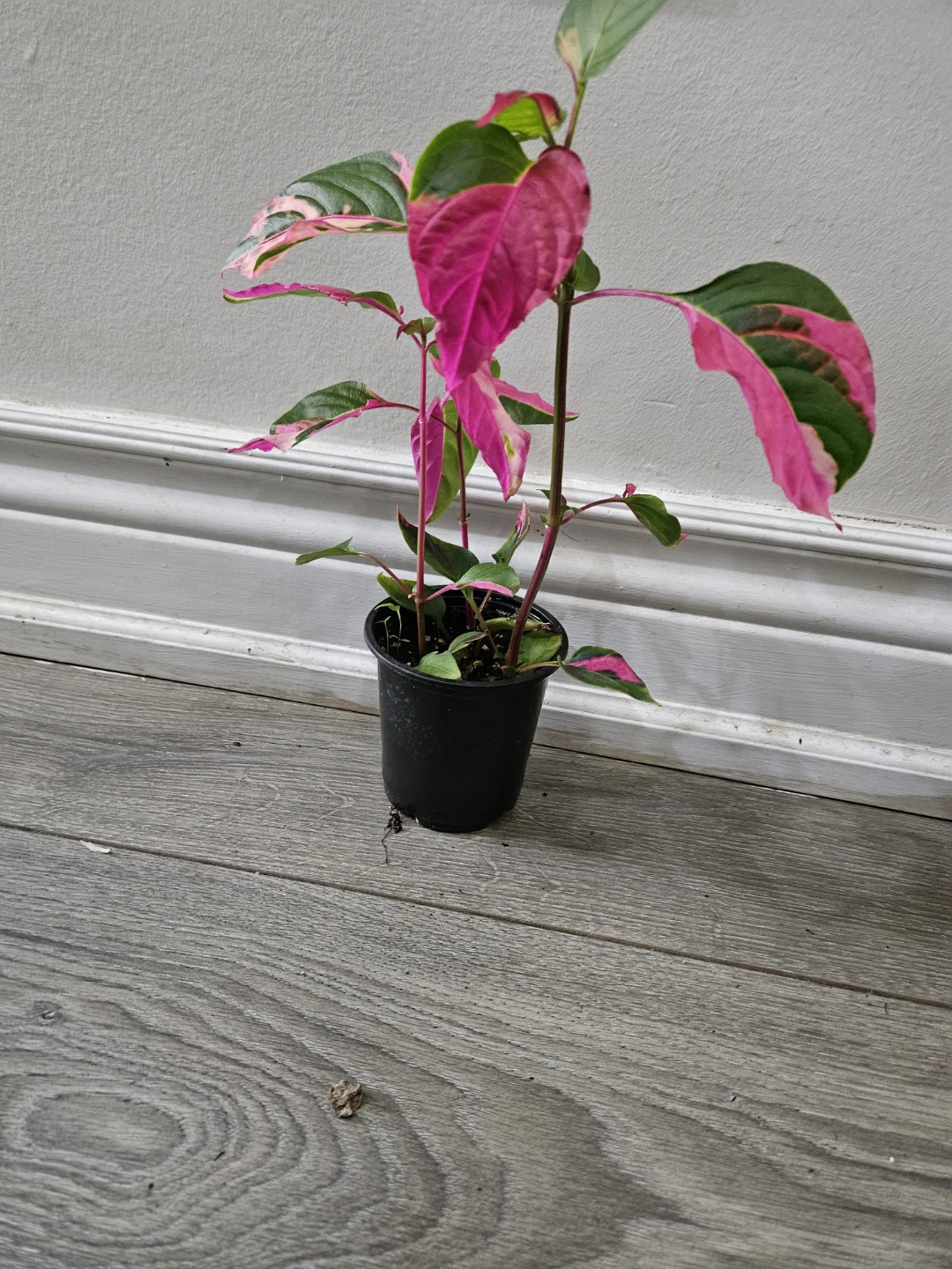 Party  Plant in Pot - photo 2