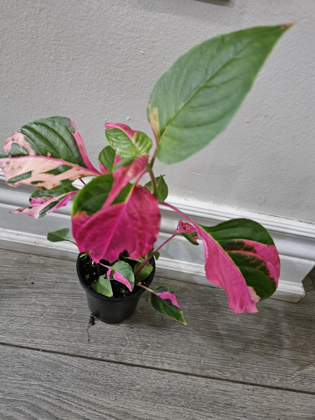 Party  Plant in Pot - photo 3