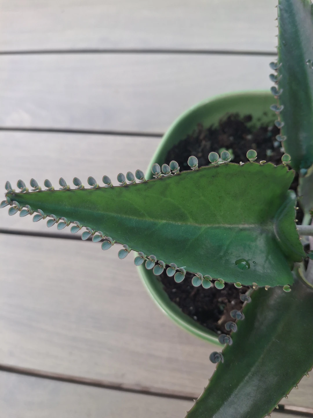 Mother of Thousands Plant in Green Bowl - photo 4
