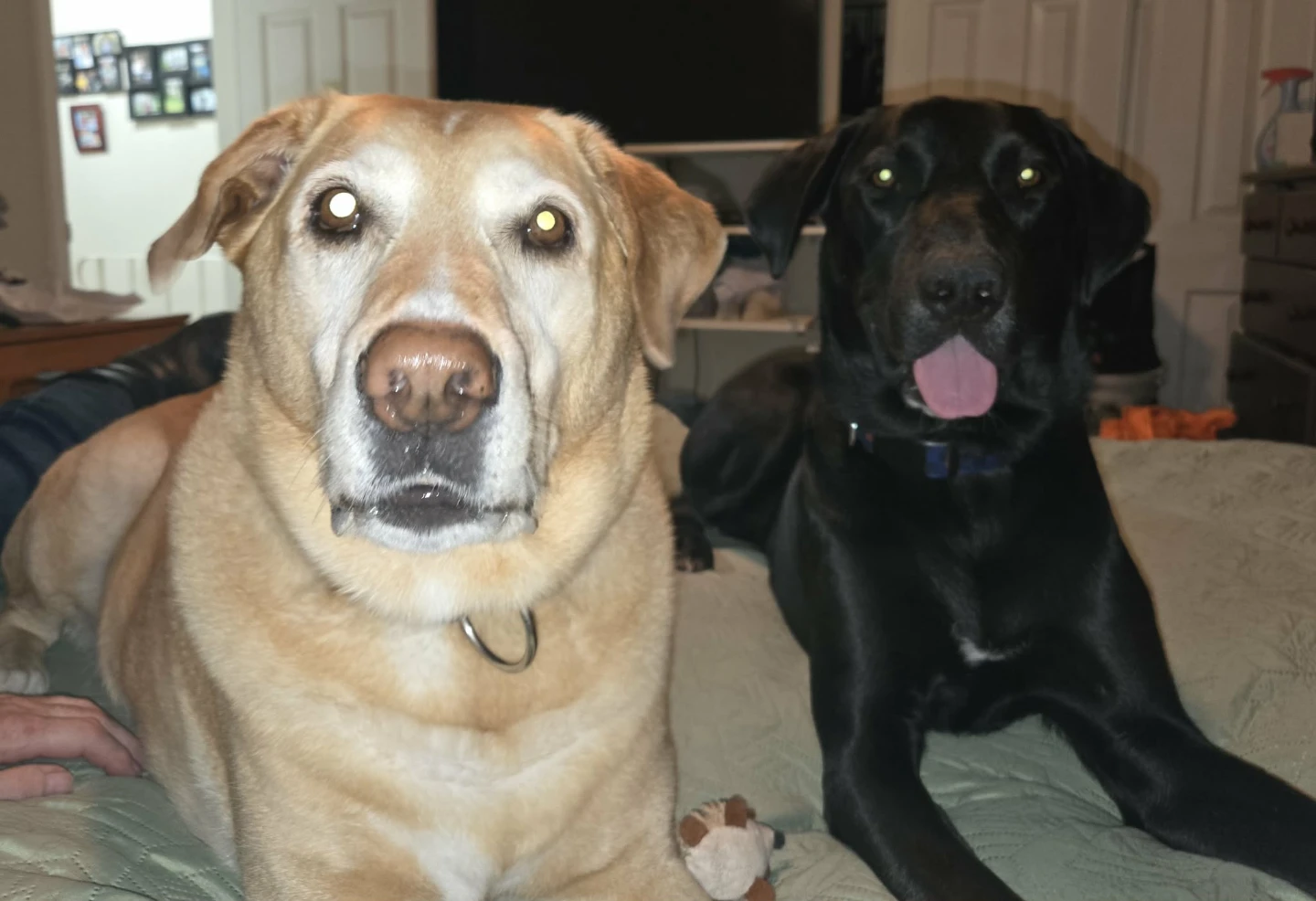 Outsunny Dog Crate/Kennel - photo 3