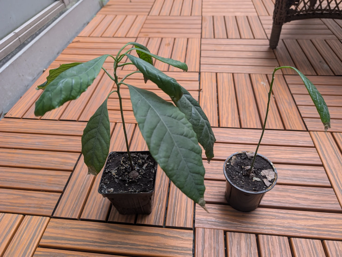 Assorted Plants - Avocado, Spider Plant, and Maple Seedlings